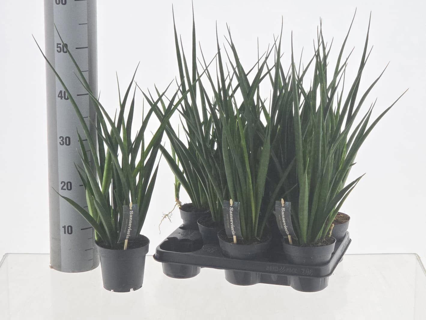 Горшечные цветы и растения оптом Sansev Kirki Friends от 8шт из Голландии с доставкой по России