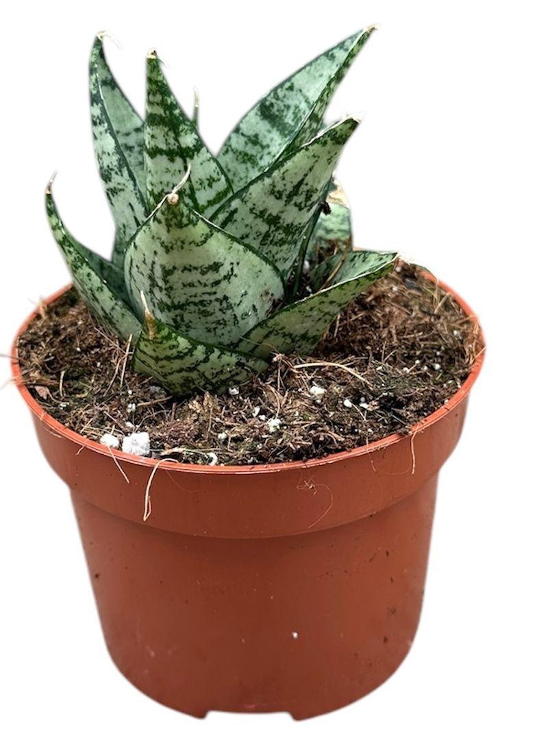 Горшечные цветы и растения оптом Sansevieria Ehrendel от 1шт из Голландии с доставкой по России