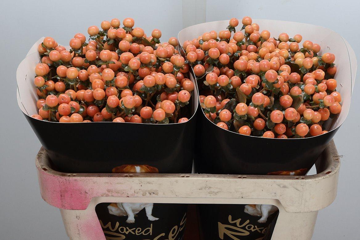 Срезанные цветы оптом Hypericum wax versilia от 50шт из Голландии с доставкой по России