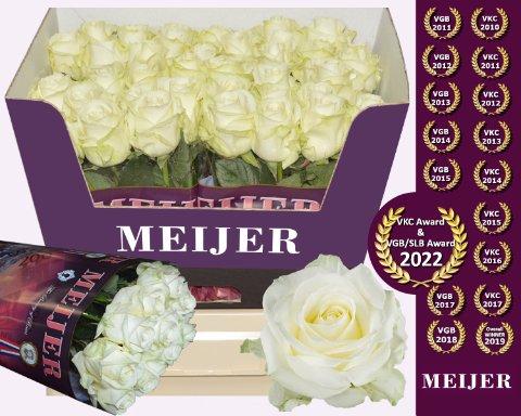 Срезанные цветы оптом Rosa large avalanche+ Meijer от 50шт из Голландии с доставкой по России