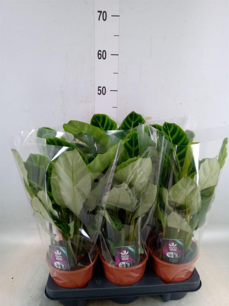 Горшечные цветы и растения оптом Calathea Zebrina от 6шт из Голландии с доставкой по России