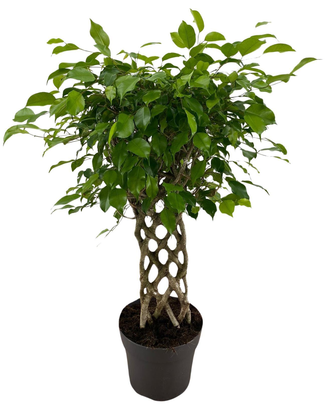 Горшечные цветы и растения оптом Ficus Benja.   ...special Shapes от 1шт из Голландии с доставкой по России
