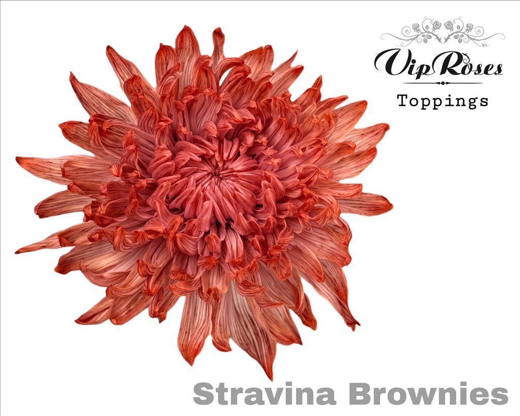 Срезанные цветы оптом Chrys bl paint stravina brownies от 20шт из Голландии с доставкой по России