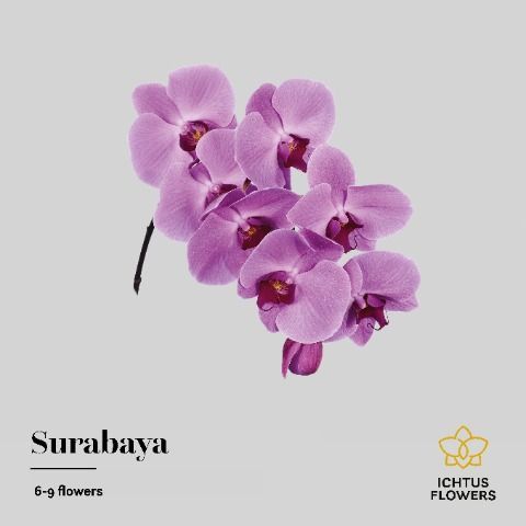 Срезанные цветы оптом Phalaenopsis surabaya (per stem) от 10шт. из Голландии с доставкой по России