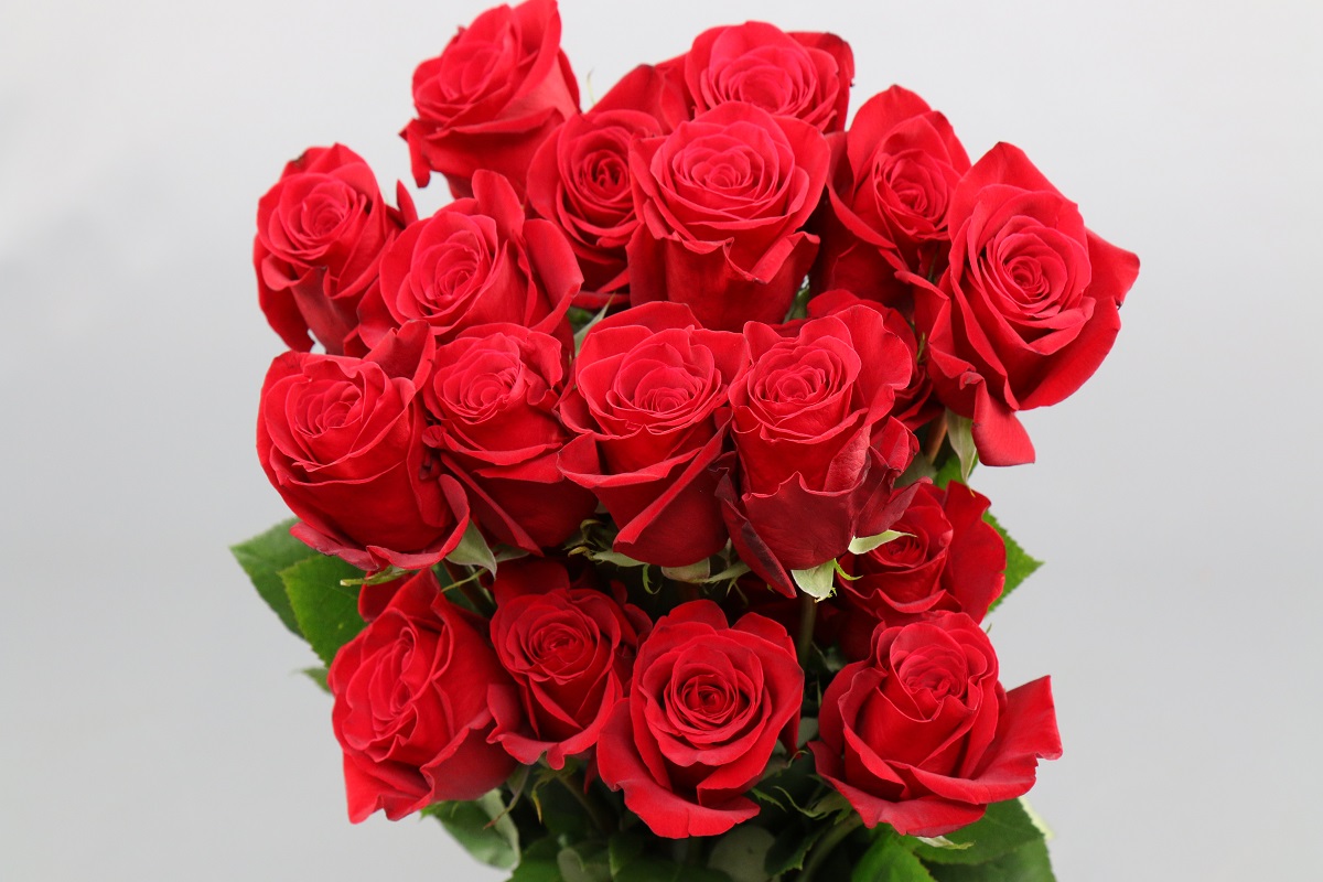 Срезанные цветы оптом Rosa ec freedom от 250шт. из Голландии с доставкой по России