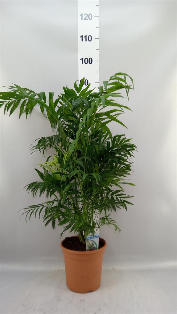 Горшечные цветы и растения оптом Chamaedorea Elegans от 1шт из Голландии с доставкой по России