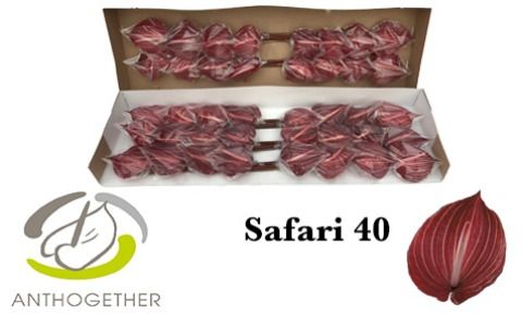 Срезанные цветы оптом Anthurium safari от 40шт из Голландии с доставкой по России