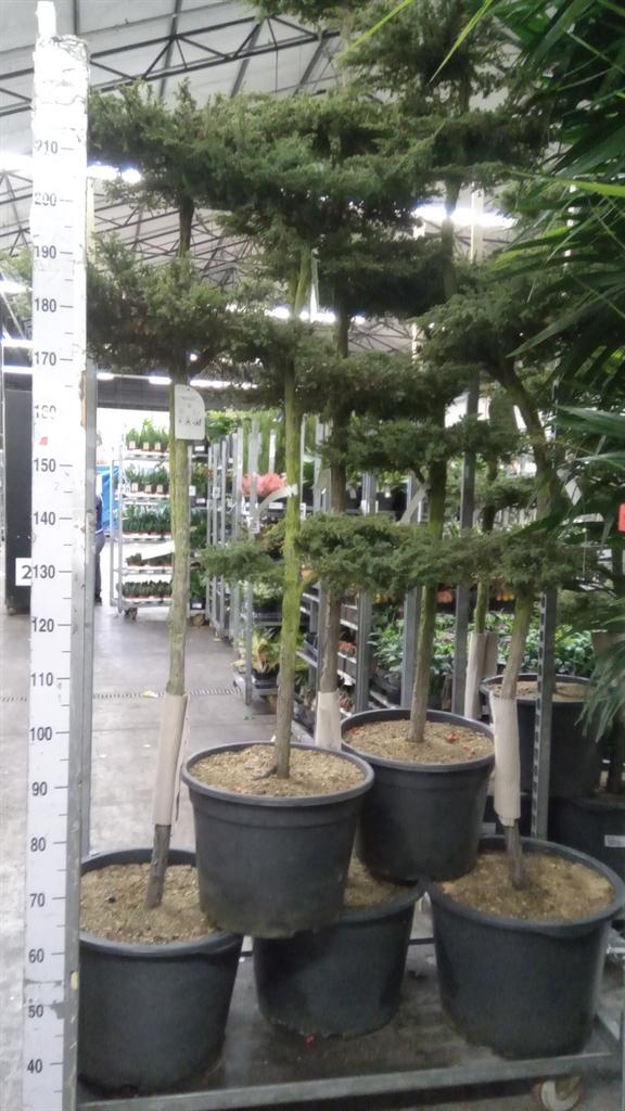Горшечные цветы и растения оптом Juniperus Communis green Carpet от 1шт из Голландии с доставкой по России