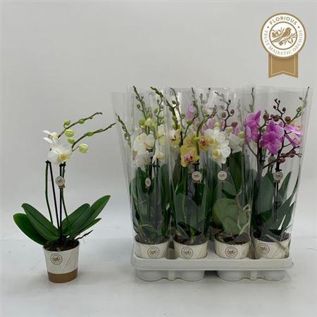 Горшечные цветы и растения оптом Phal Gem 2 Branches 16+ от 12шт (для телеги) из Голландии с доставкой по России