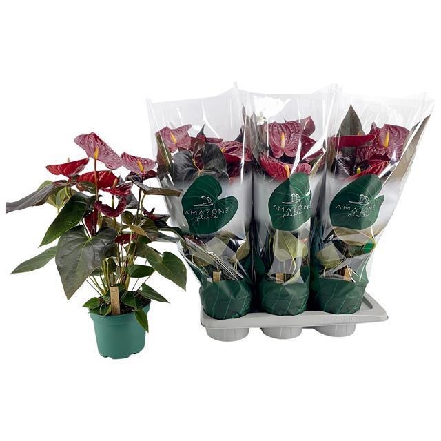 Горшечные цветы и растения оптом Anthu An Delicata от 6шт из Голландии с доставкой по России