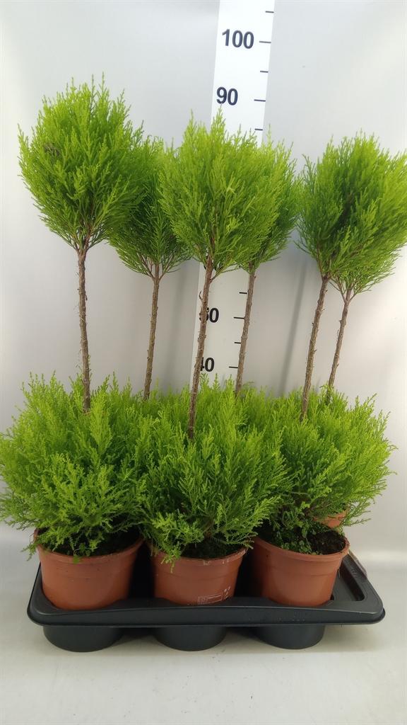 Горшечные цветы и растения оптом Cupressus Macro. goldcrest .shape от 6шт из Голландии с доставкой по России