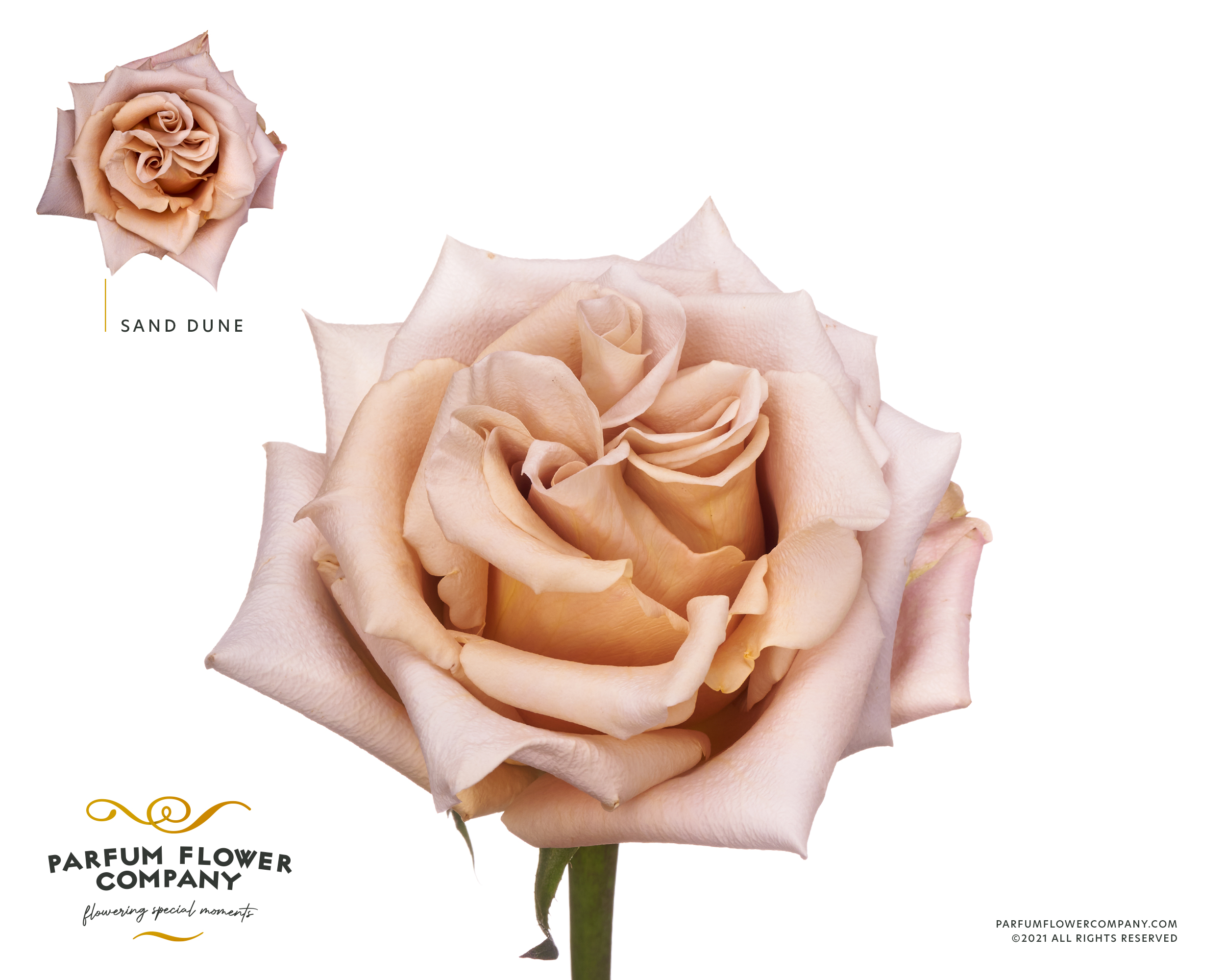 Срезанные цветы оптом Rosa garden sand dune от 20шт из Голландии с доставкой по России