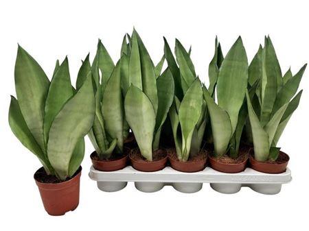 Горшечные цветы и растения оптом Sansevieria Moonshine от 10шт из Голландии с доставкой по России