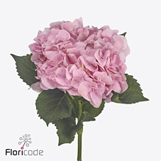 Срезанные цветы оптом Hydrangea hydra bloom soft pink от 10шт из Голландии с доставкой по России