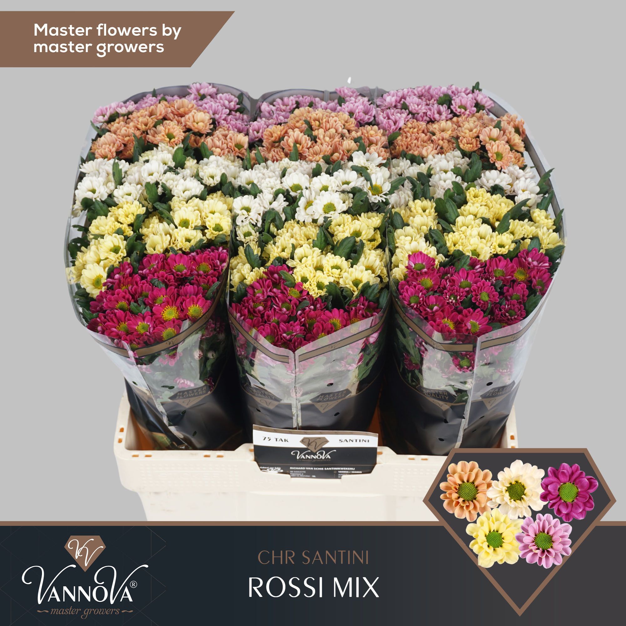 Срезанные цветы оптом Chrys sa rossi mix in bucket от 75шт. из Голландии с доставкой по России