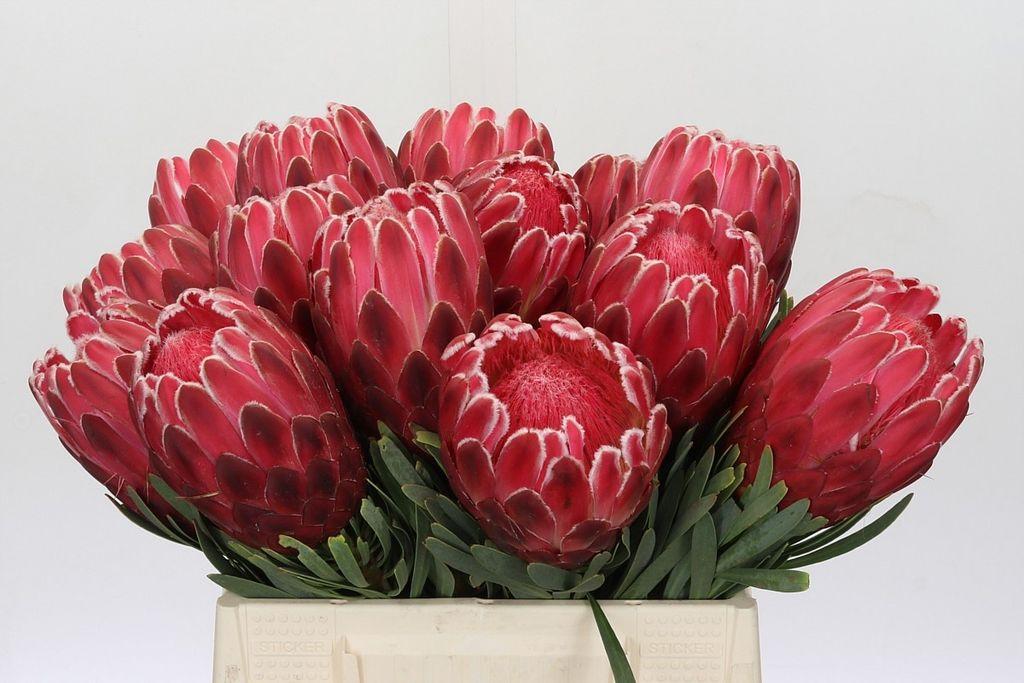 Срезанные цветы оптом Protea venus от 15шт из Голландии с доставкой по России