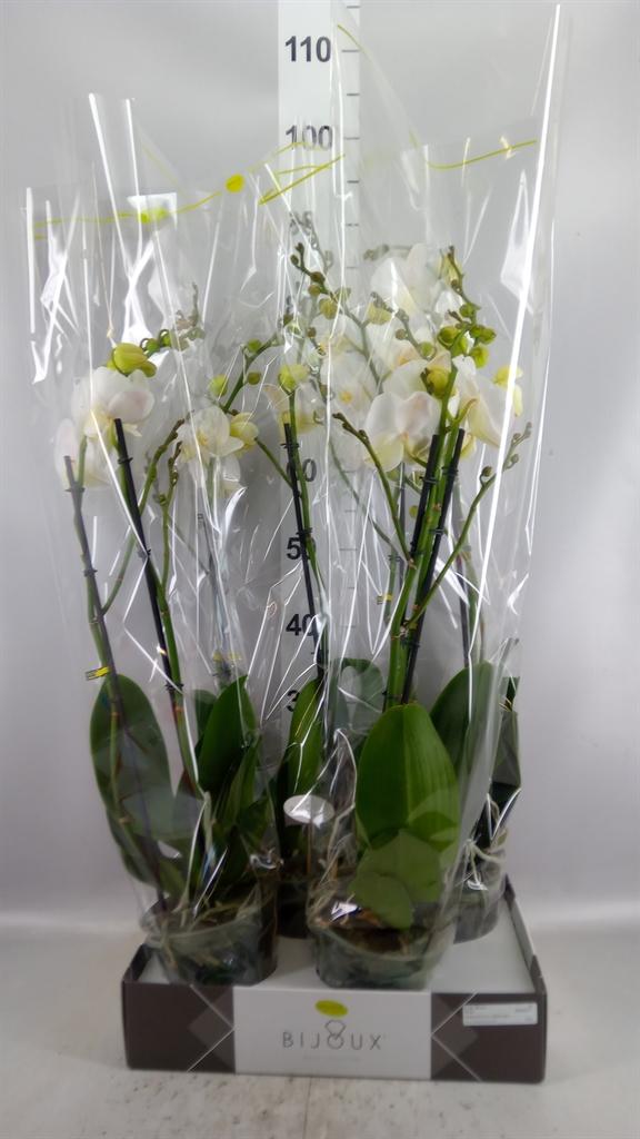 Горшечные цветы и растения оптом Phalaenopsis ...white A от 4шт из Голландии с доставкой по России