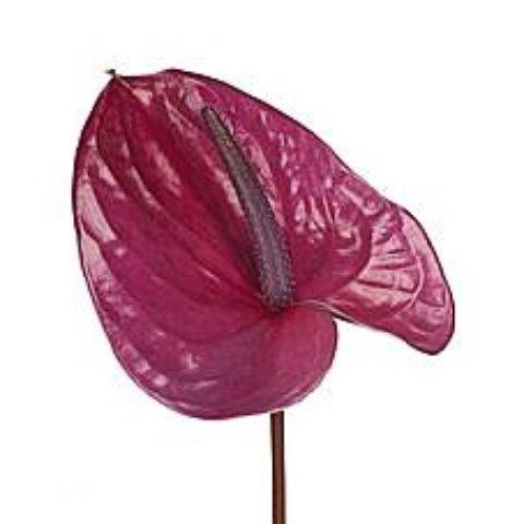 Срезанные цветы оптом Anthurium utah от 40шт из Голландии с доставкой по России