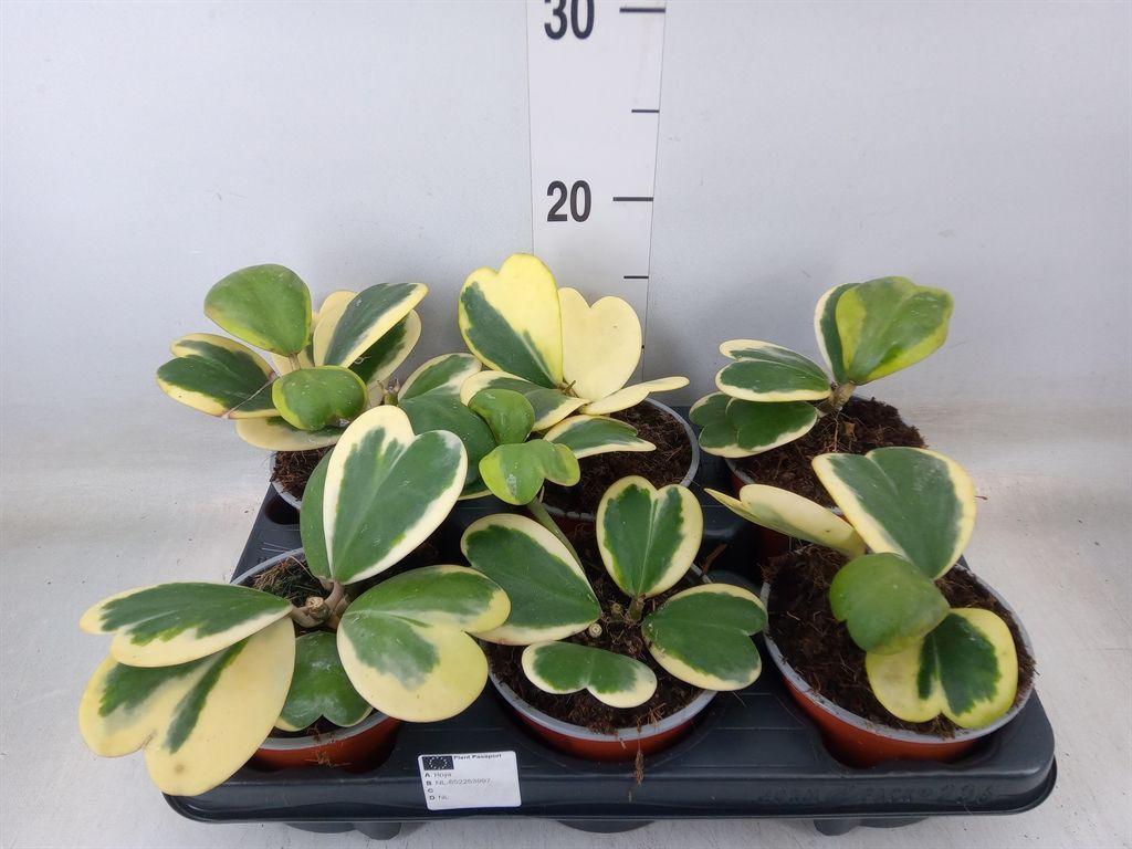 Горшечные цветы и растения оптом Hoya Kerrii от 6шт из Голландии с доставкой по России