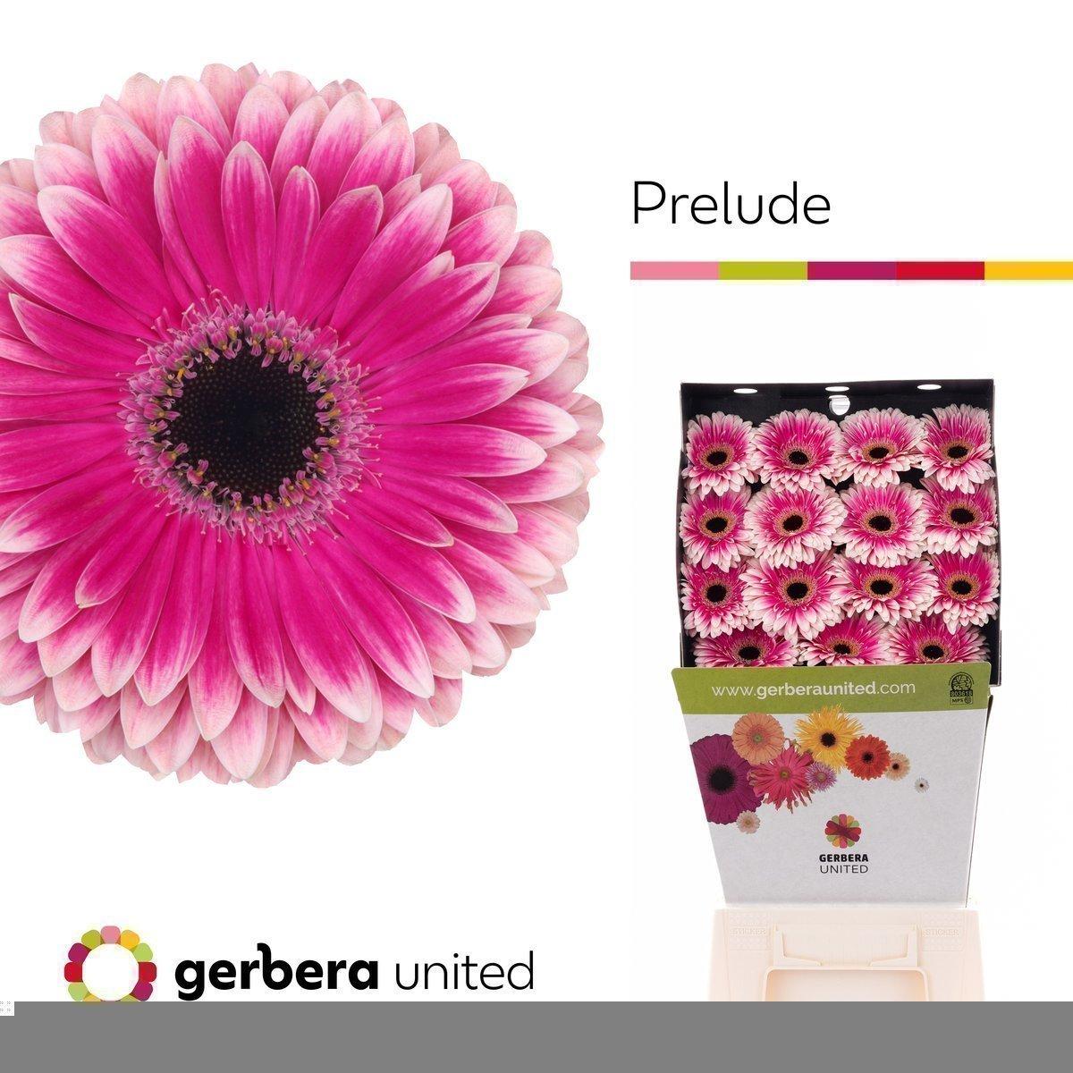 Срезанные цветы оптом Gerbera diamond prelude от 45шт из Голландии с доставкой по России