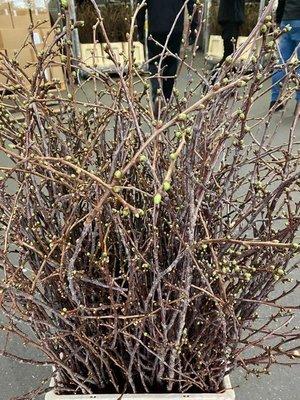 Срезанные цветы оптом Prunus morel per bunch от 20шт из Голландии с доставкой по России