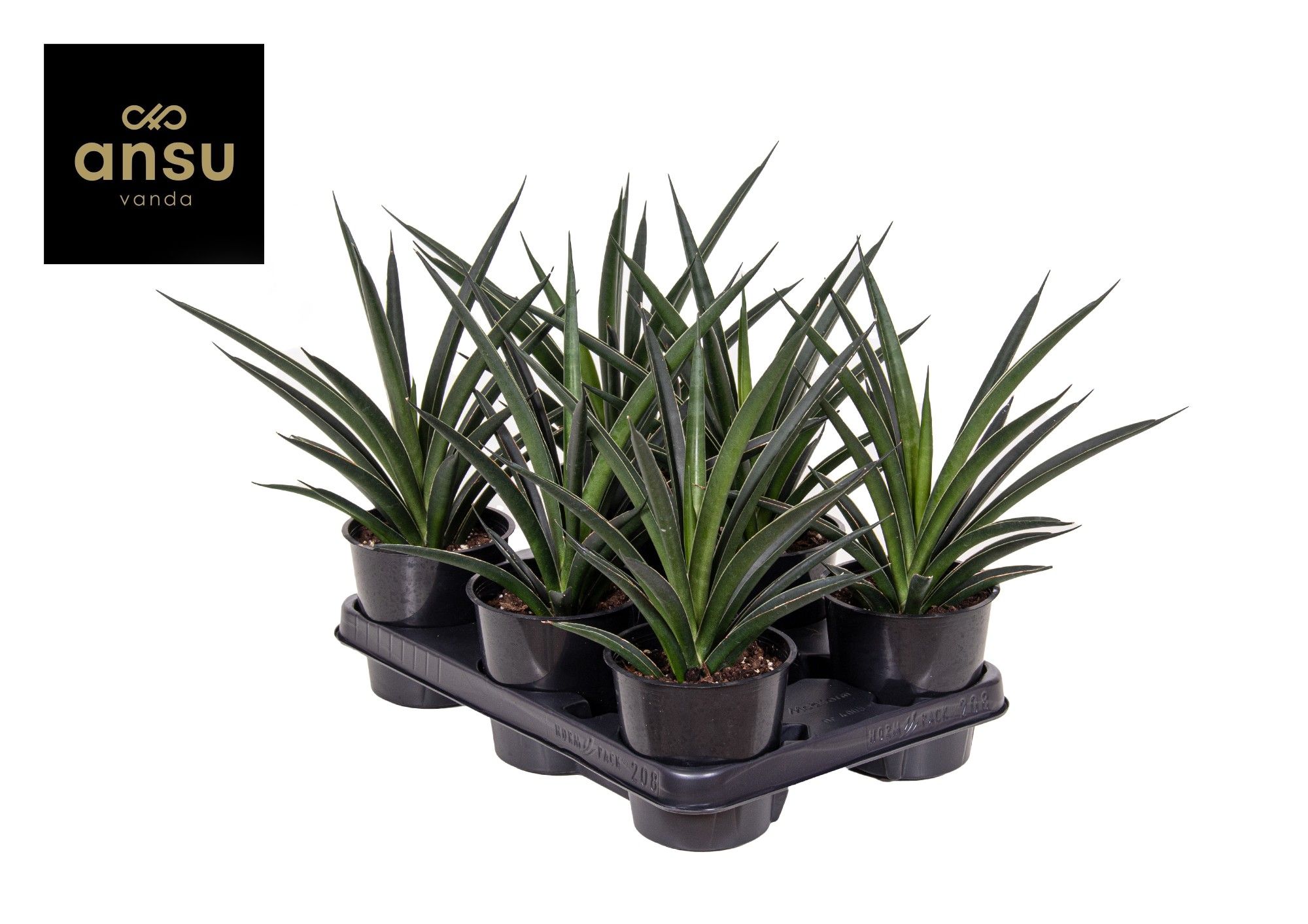 Горшечные цветы и растения оптом Sansevieria Comet Amazon Green от 6шт из Голландии с доставкой по России