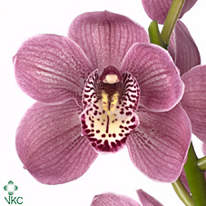 Срезанные цветы оптом Cymbidium pink mrs rebecca от 2шт из Голландии с доставкой по России