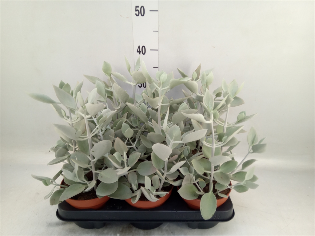 Горшечные цветы и растения оптом Kalanchoe Nf   ... от 6шт из Голландии с доставкой по России