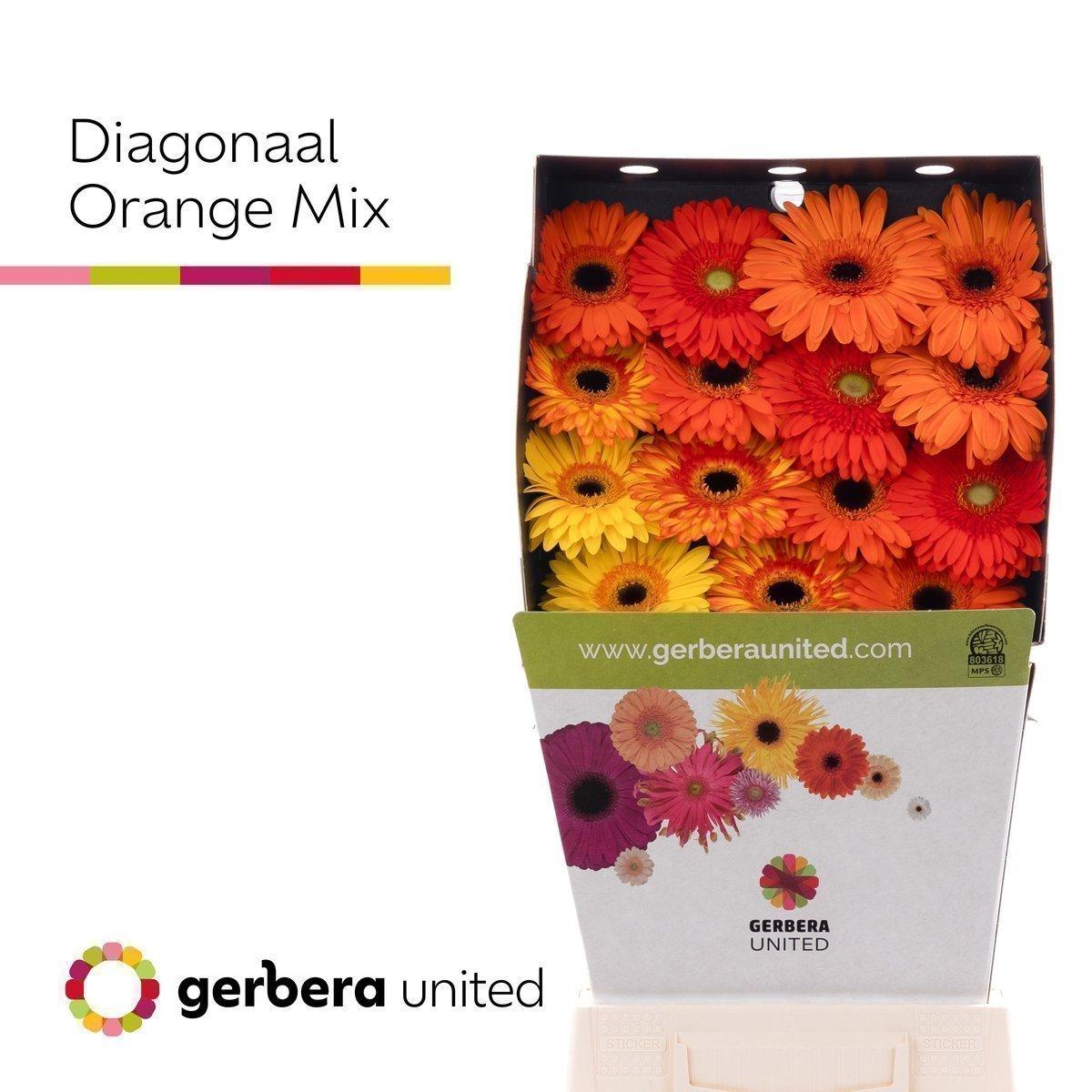 Срезанные цветы оптом Gerbera diamond mix orange от 45шт из Голландии с доставкой по России