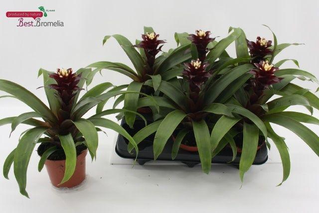 Горшечные цветы и растения оптом Guzm Paulina от 6шт из Голландии с доставкой по России