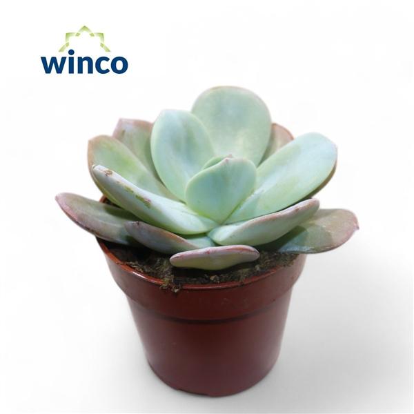 Горшечные цветы и растения оптом Echeveria Laui Hybride от 18шт (для телеги) из Голландии с доставкой по России