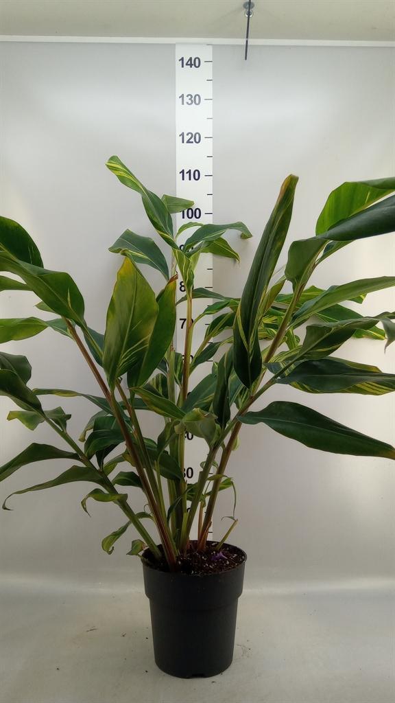 Горшечные цветы и растения оптом Alpinia Zerumbet variegata от 1шт из Голландии с доставкой по России
