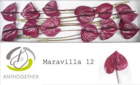 Срезанные цветы оптом Anthurium maravilla от 12шт из Голландии с доставкой по России