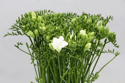 Срезанные цветы оптом Freesia si white от 100шт из Голландии с доставкой по России