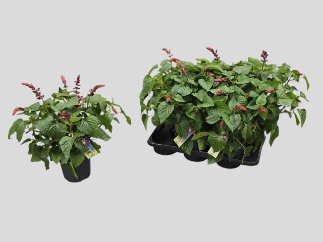 Горшечные цветы и растения оптом Salvia  Lake Flaming от 6шт из Голландии с доставкой по России