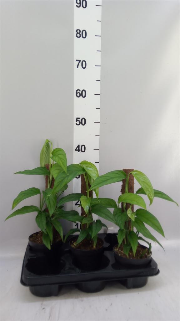 Горшечные цветы и растения оптом Monstera Obliqua leichtlinii от 3шт из Голландии с доставкой по России