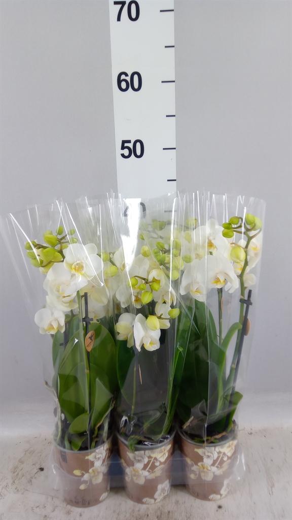 Горшечные цветы и растения оптом Phalaenopsis Multi. fc Silly Tom от 6шт (для телеги) из Голландии с доставкой по России