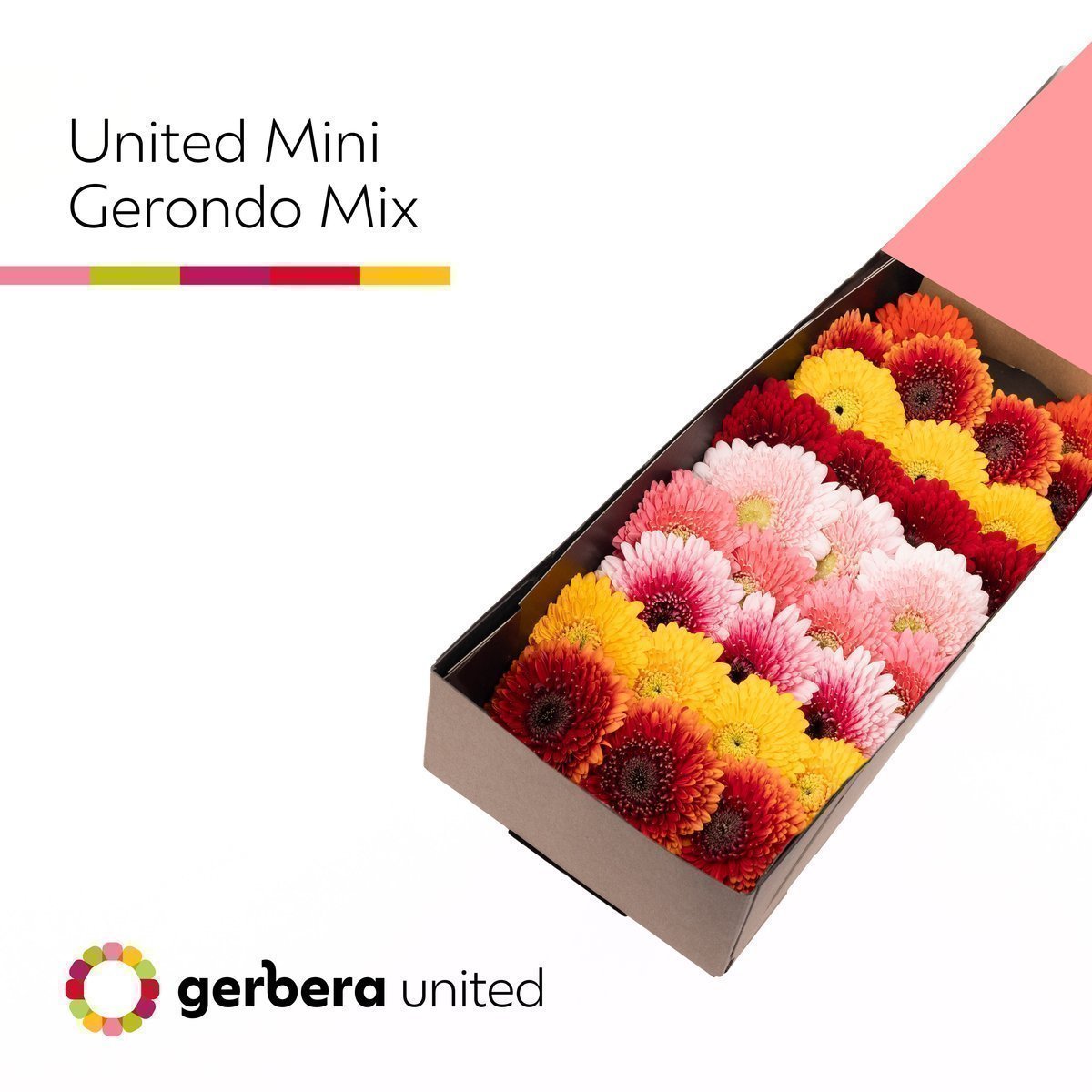 Срезанные цветы оптом Germini gerrondo mix от 60шт из Голландии с доставкой по России