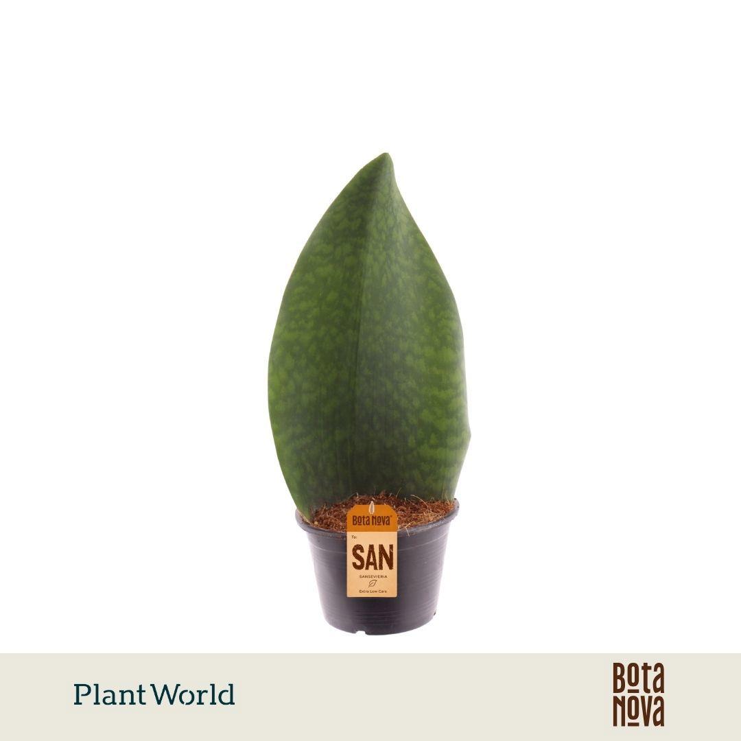 Горшечные цветы и растения оптом Sansevieria Masoniana Whale Fin от 7шт из Голландии с доставкой по России