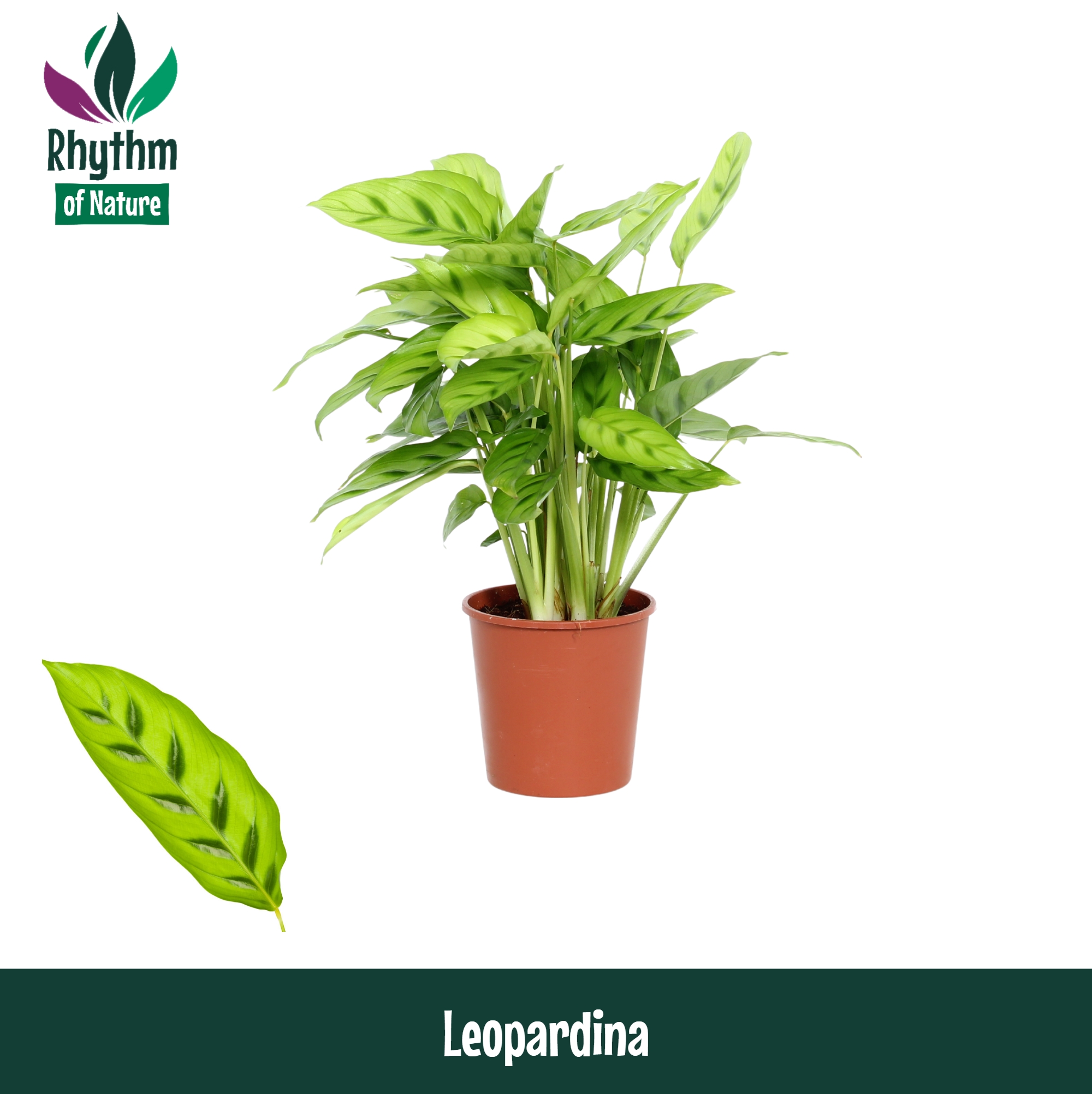 Горшечные цветы и растения оптом Calathea Leopardina Rhythm Of Nature от 10шт из Голландии с доставкой по России