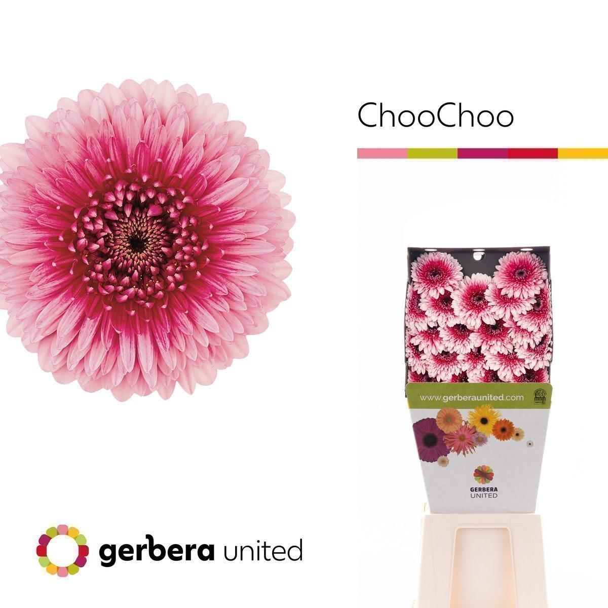 Срезанные цветы оптом Germini diamond bolero choochoo от 60шт из Голландии с доставкой по России