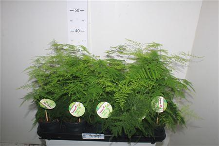 Горшечные цветы и растения оптом Aspar Setaceus от 10шт из Голландии с доставкой по России