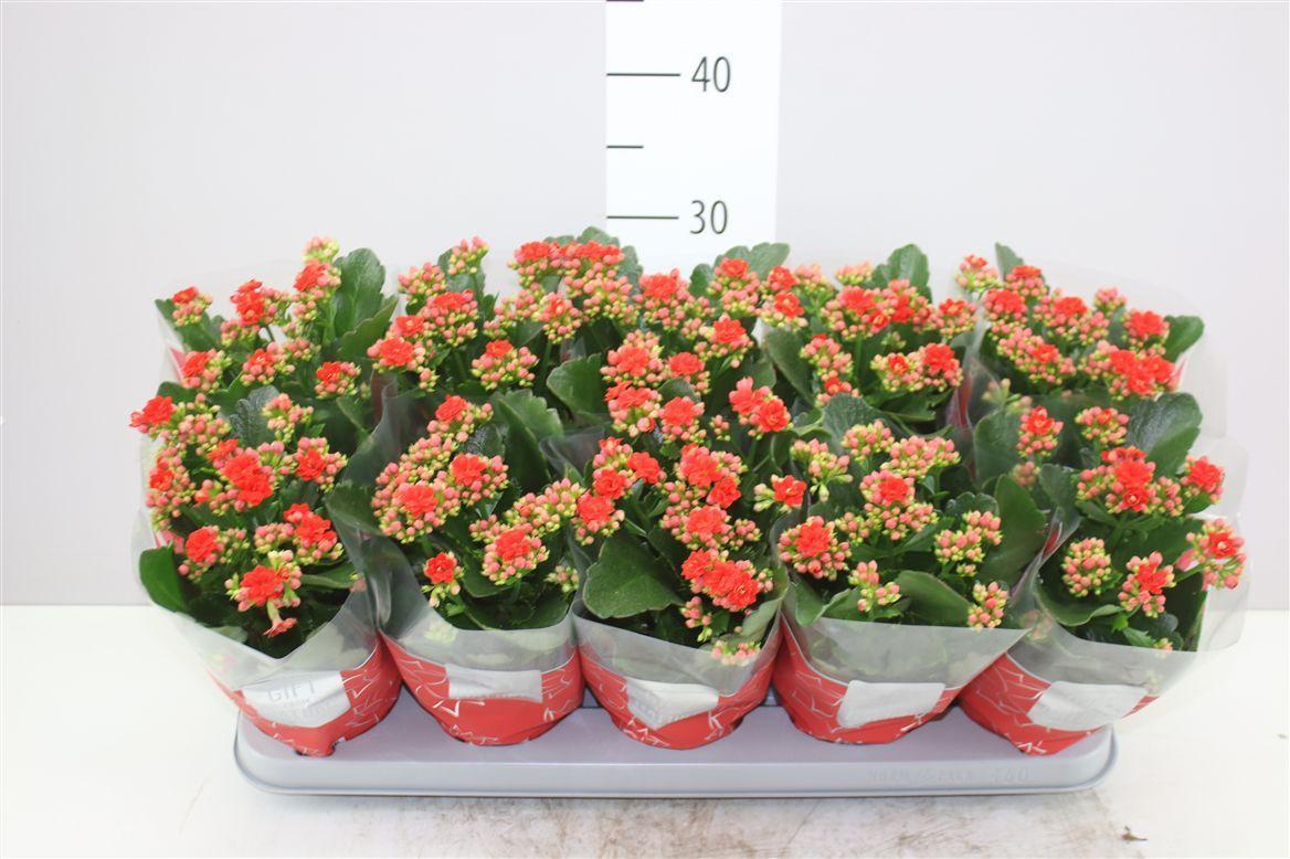 Горшечные цветы и растения оптом Kalanchoe Calandiva Rood от 10шт из Голландии с доставкой по России