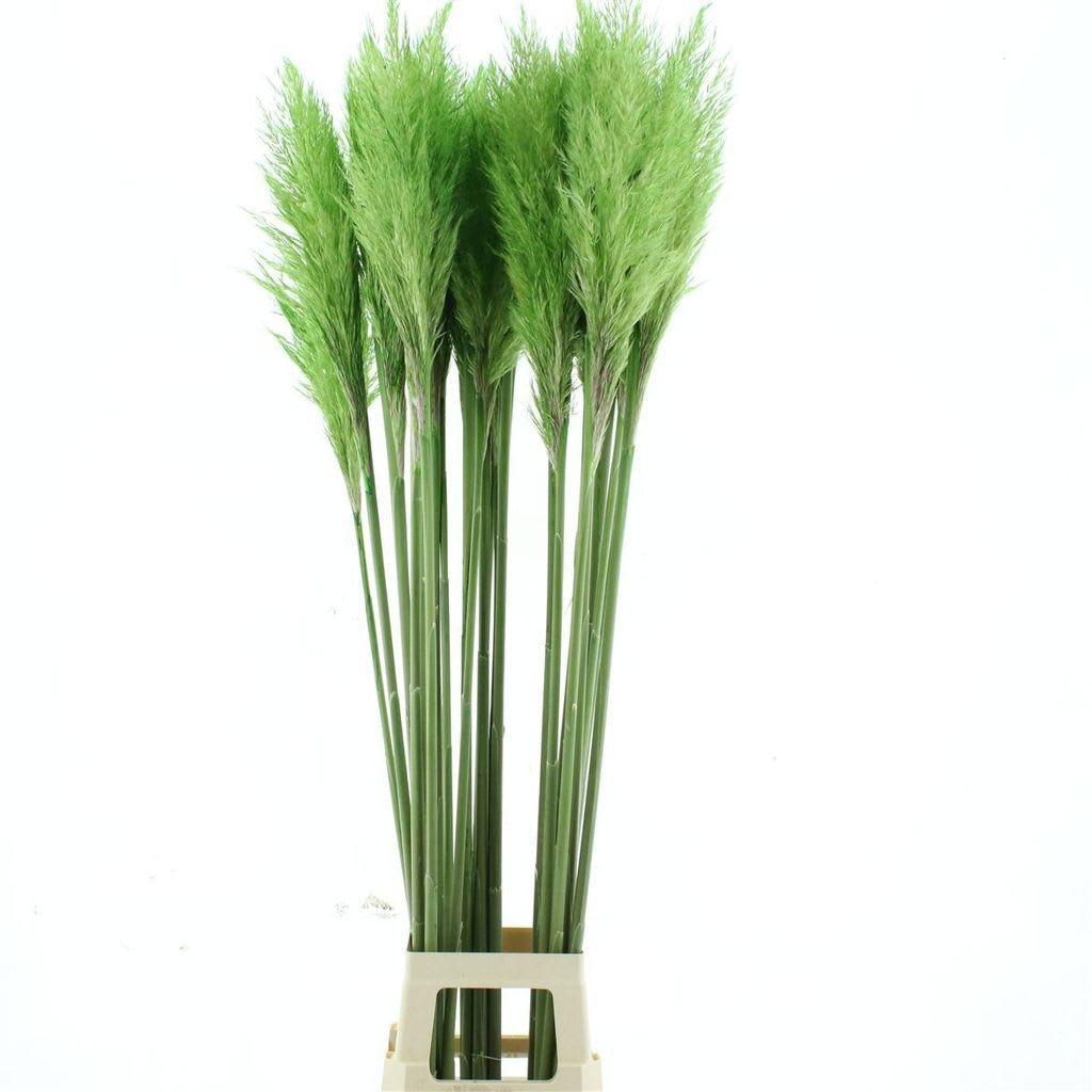 Срезанные цветы оптом Cortaderia paint green от 25шт из Голландии с доставкой по России