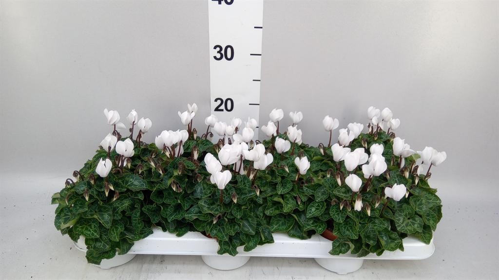 Горшечные цветы и растения оптом Cyclamen Kl midori от 12шт (для телеги) из Голландии с доставкой по России
