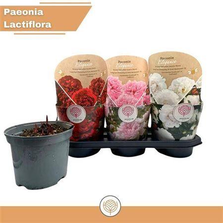 Горшечные цветы и растения оптом Paeonia L Gem от 3шт из Голландии с доставкой по России