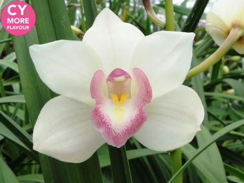 Срезанные цветы оптом Minicymbidium white earliflor от 8шт. из Голландии с доставкой по России