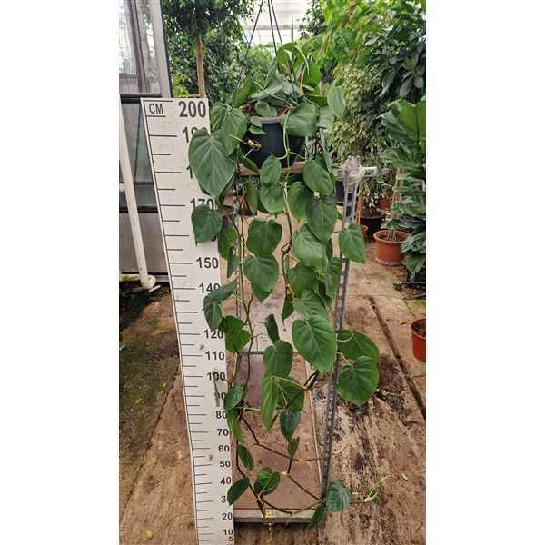 Горшечные цветы и растения оптом Philodendron Scandens Hangplant от 2шт из Голландии с доставкой по России