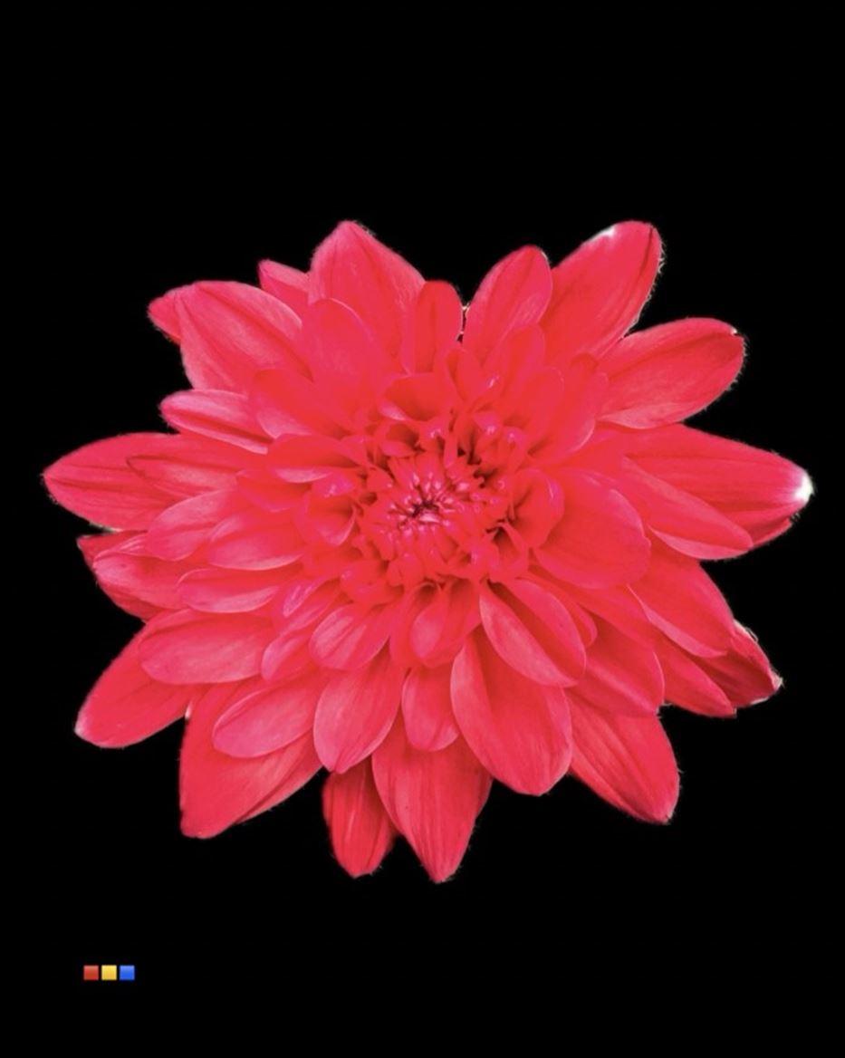 Срезанные цветы оптом Chrys sp paint baltica red от 40шт из Голландии с доставкой по России