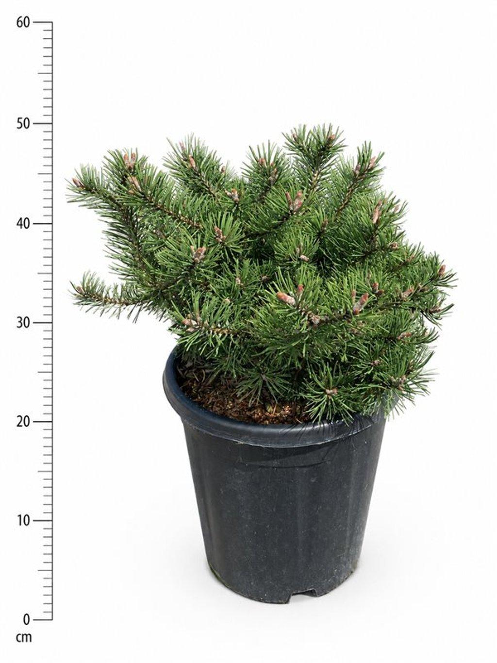 Горшечные цветы и растения оптом Pinus Mugo Klosters Grun от 1шт из Голландии с доставкой по России